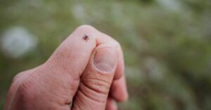 Encephalitis tick crawls on the skin, a harmful insect spreads deadly viruses, borrelosis is dangerous from a tick bite, small claw legs, crawls on the arm