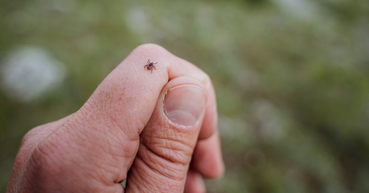 What Does a Tick Bite Look Like?
